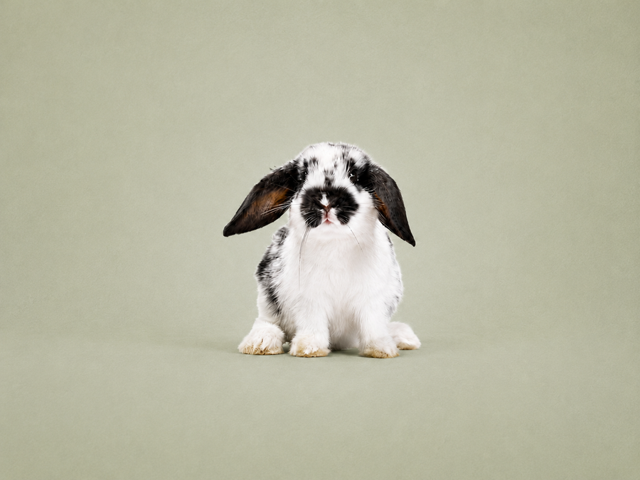Cruelty Free & Vários Tamanhos